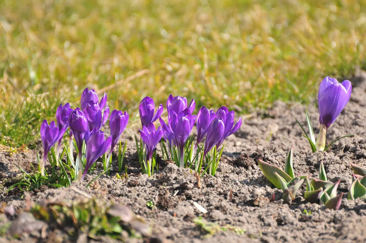 Fall Bulb Planting Checklist for Continuous Spring Color